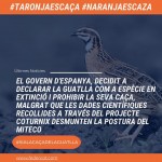 El Govern d'Espanya, decidit a declarar la guatlla com a espècie en extinció i prohibir la seva caça